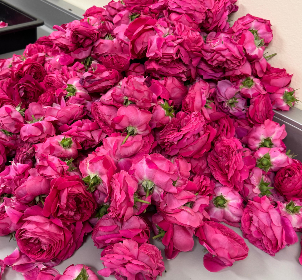 tonico roset granja la paz rosas frescas elaboración tónico ecologico cosmética natural